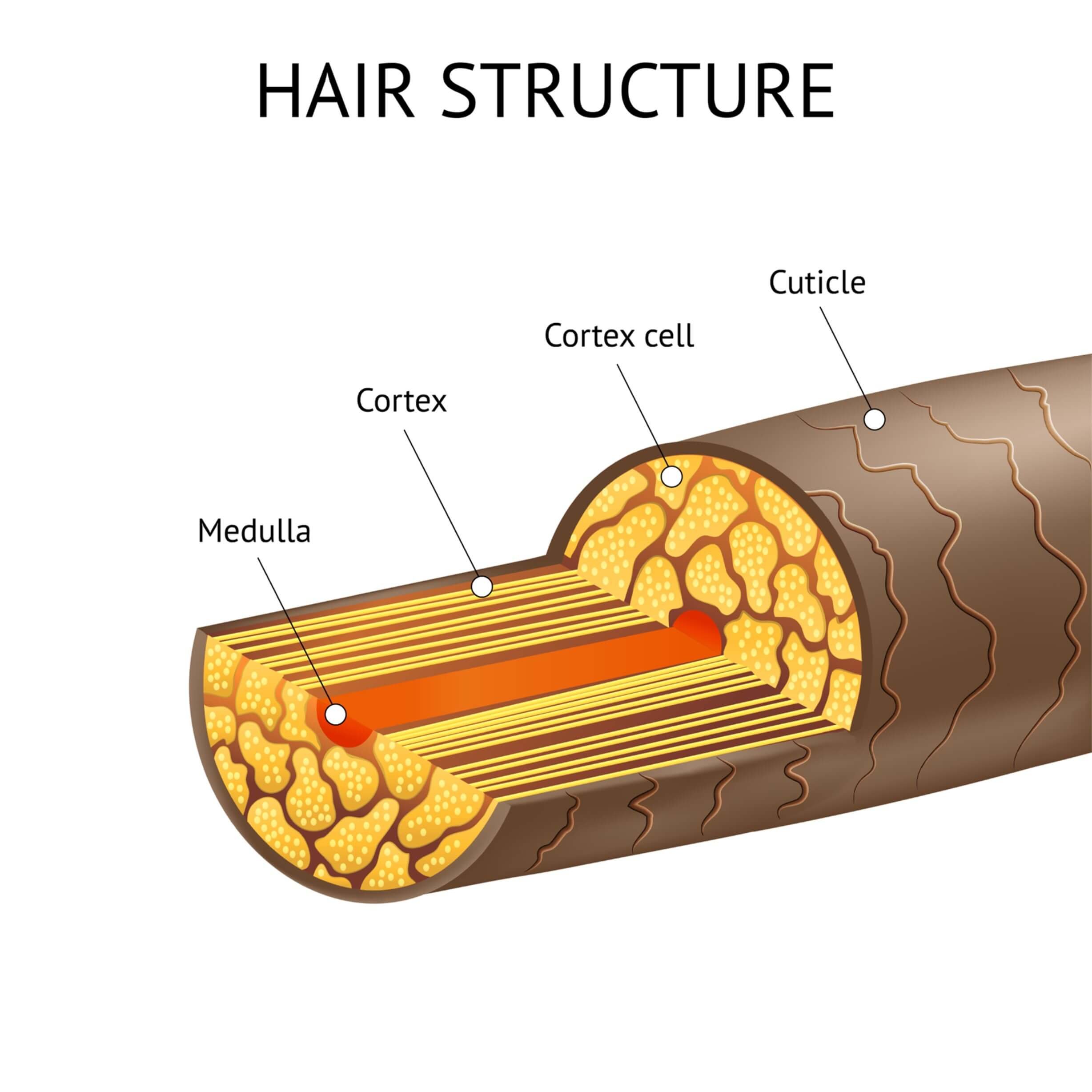 Structure+and+anatomy+of+human+hair+diagram+including+medulla+cortex+and+cuticle