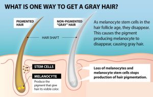 Hair Biology & Greying Process